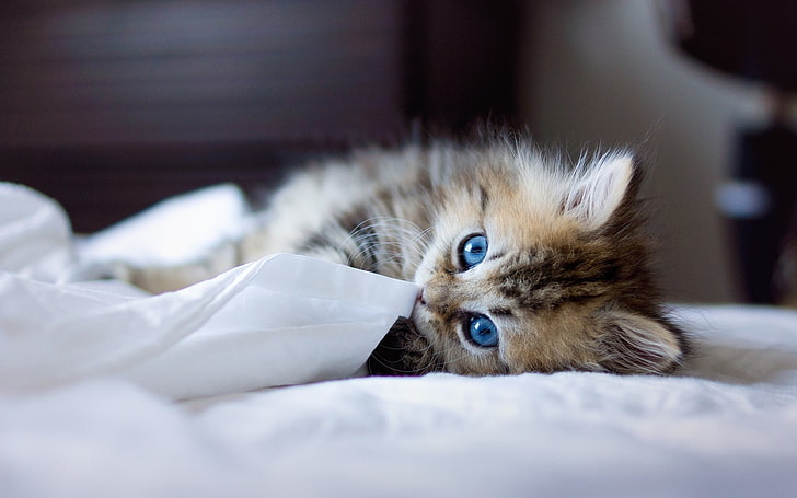 Kitten, Blue-eyed, Furry,  blanket, Playful, HD wallpaper